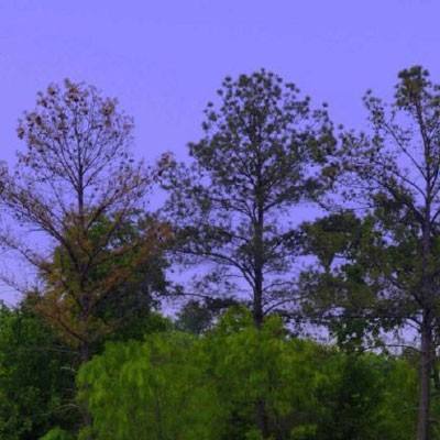 皇家88手机app下载